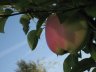 IMG_5895.JPG - 